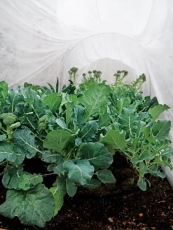 Summerweight Garden Fabric 8 Summerweight Garden Fabric -Deals The Garden & Yard Store 32644 7936 tif