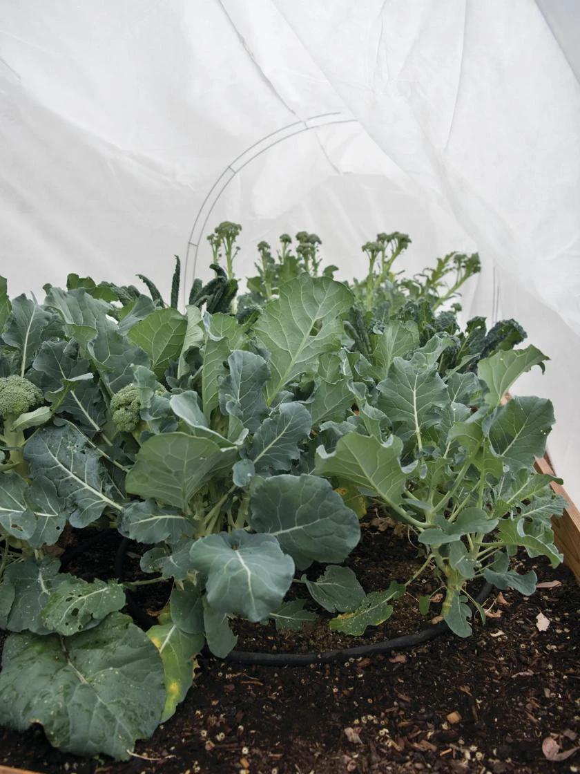 GardenQuilt Cover 1 GardenQuilt Cover