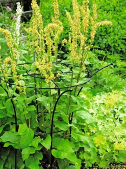 Essex Plant Supports -Deals The Garden & Yard Store 37423 200 tif