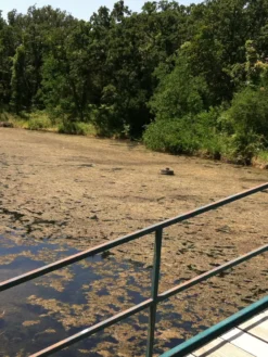 Blast, 2,500 Gallon, 5 Packets -Deals The Garden & Yard Store 37425 001v 1 1