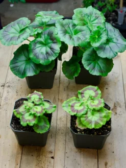 Organic Seed Starting Mix, 6 Quarts 7 Organic Seed Starting Mix, 6 Quarts -Deals The Garden & Yard Store 37808 002E tif