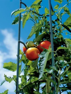 Tomato Ladders, Set Of 3 -Deals The Garden & Yard Store 38184 003E tif