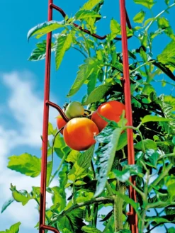 Tomato Ladders, Set Of 3 -Deals The Garden & Yard Store 38185 003E tif