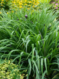 Jardin Bird Cage Support, 26" -Deals The Garden & Yard Store 39 521 0073 tif