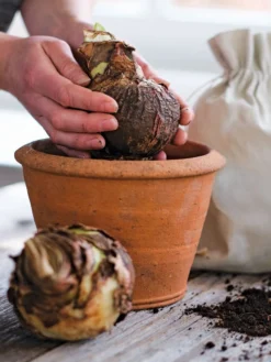 Amaryllis Planting Kit -Deals The Garden & Yard Store 39 733 bagged 2020 05000