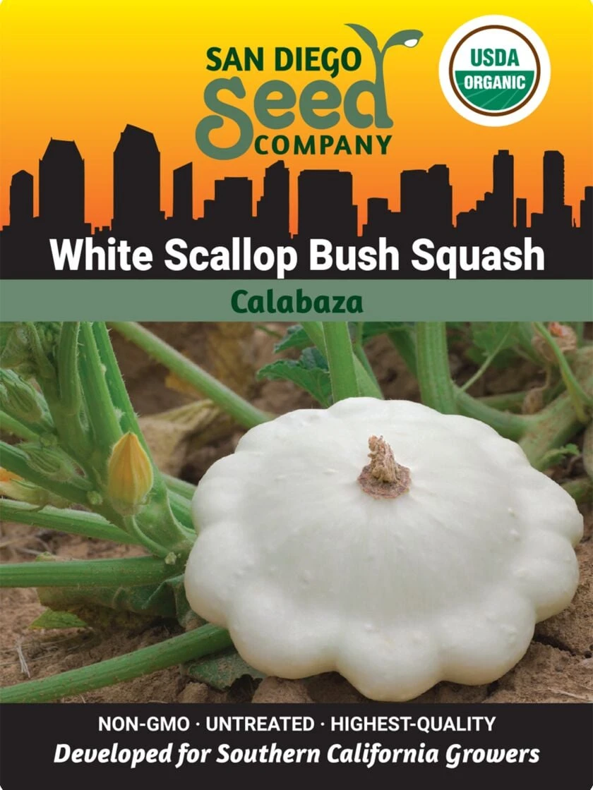Squash, White Scallop Bush Summer Organic Seeds 1 Squash, White Scallop Bush Summer Organic Seeds