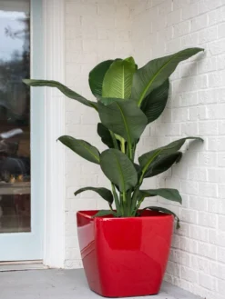 Viva Square Self-Watering Rolling Planter, 20" Diameter, Set Of 2 -Deals The Garden & Yard Store 3 4 crop 8612930 0032 tif