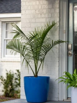 Viva Round Self-Watering Rolling Planter, 20" Diameter, Set Of 2 14 Viva Round Self-Watering Rolling Planter, 20" Diameter, Set Of 2 -Deals The Garden & Yard Store 3 4 crop 8612933 0024 tif