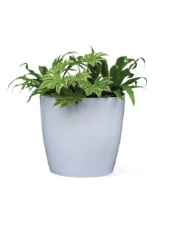 Viva Round Self-Watering Rolling Planter, 20" Diameter, Set Of 2 17 Viva Round Self-Watering Rolling Planter, 20" Diameter, Set Of 2 -Deals The Garden & Yard Store 3 4 crop 8612933 0026 tif