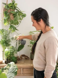 Indoor Plant Mister -Deals The Garden & Yard Store 3 4 crop 8612962 3792