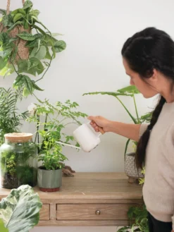 Pinpoint Indoor Watering Can -Deals The Garden & Yard Store 3 4 crop 8612963 3774