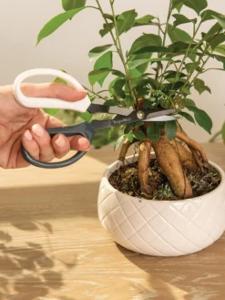 Japanese Pruning Scisssors -Deals The Garden & Yard Store 3 4 crop 8612968 0087