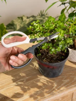 Japanese Pruning Scisssors -Deals The Garden & Yard Store 3 4 crop 8612968 0092