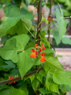 Jardin Tower 9 Jardin Tower -Deals The Garden & Yard Store 3 4 crop 8612997 0059