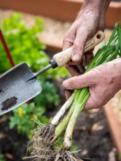 Gardener's Lifetime Trowel -Deals The Garden & Yard Store 8586972 3286 tif