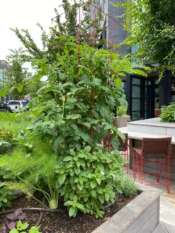 Tomato Towers, Set Of 2 -Deals The Garden & Yard Store 8587041 01IN tif