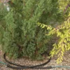 Landscape Snip-n-Drip Soaker System