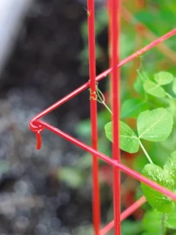 Tall Expandable Pea Trellis -Deals The Garden & Yard Store 8587061 010 tif