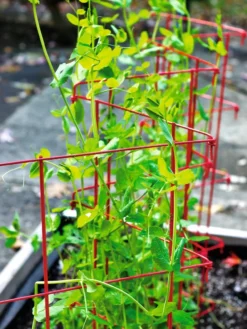 Expandable Pea Trellis -Deals The Garden & Yard Store 8587061 100 tif