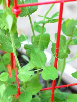 Tall Expandable Pea Trellis -Deals The Garden & Yard Store 8587061 101 tif