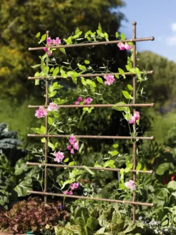 Jardin Ladder Trellis 7 Jardin Ladder Trellis -Deals The Garden & Yard Store 8587107 083 tif