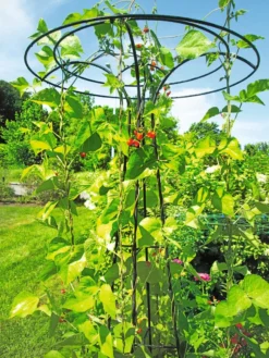 Essex Tuteur, 78" -Deals The Garden & Yard Store 8587861 100 tif