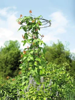 Essex Tuteur, 78" -Deals The Garden & Yard Store 8587861 4160 tif