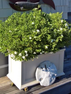 Fairfield Self-Watering Patio Planters, 20” X 36” -Deals The Garden & Yard Store 8588417 208V tif