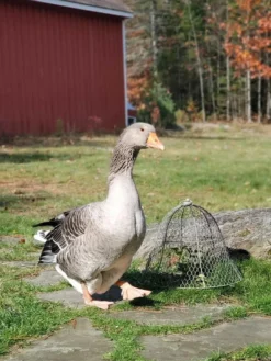 Chicken Wire Cloche 14 Chicken Wire Cloche -Deals The Garden & Yard Store 8590210 01IN tif