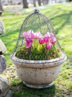 Chicken Wire Cloche 13 Chicken Wire Cloche -Deals The Garden & Yard Store 8590210 021 tif