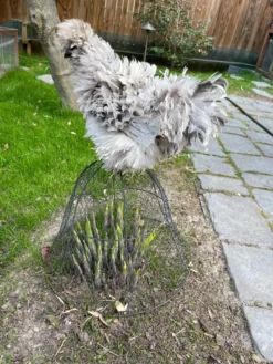 Chicken Wire Cloche 15 Chicken Wire Cloche -Deals The Garden & Yard Store 8590210 02CUST tif