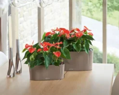 Lechuza® Delta Self-Watering Windowsill Planters -Deals The Garden & Yard Store 8590298 04V tif