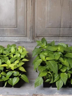 Organic Seed Starting Mix, 6 Quarts 8 Organic Seed Starting Mix, 6 Quarts -Deals The Garden & Yard Store 8592212 002E tif 1