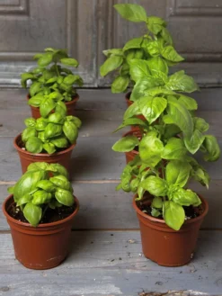 Organic Self-Watering Potting Mix, 20 Qts. -Deals The Garden & Yard Store 8592212 3979 001E tif 4