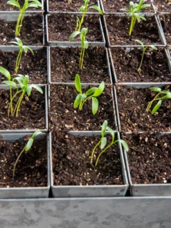 Seed Starting Mix, 9 Qts. -Deals The Garden & Yard Store 8592212 6177