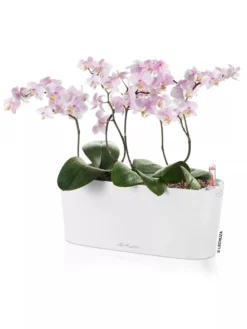 Lechuza® Delta Self-Watering Windowsill Planters -Deals The Garden & Yard Store 8592361 02V tif