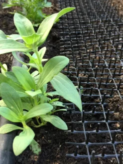 Cat Scat Mat -Deals The Garden & Yard Store 8592448 03CUST tif