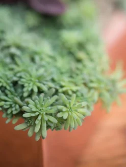 Tall Rectangular Copper Plant Tray, 18" X 5" X 4" -Deals The Garden & Yard Store 8593534 4601 tif