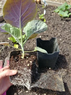 Pop-Out Pots, Set Of 4 -Deals The Garden & Yard Store 8593943 1357 tif