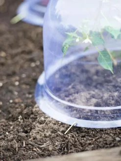 Medium Garden Cloches, Set Of 6 -Deals The Garden & Yard Store 8593985 9441 tif