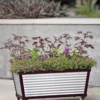 Short Galvanized Self-Watering Trough Planter
