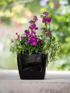 Viva Square Self-Watering Planter, 7" Diameter -Deals The Garden & Yard Store 8595223 1107 tif