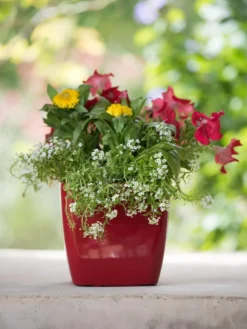 Viva Square Self-Watering Planter, 7" Diameter -Deals The Garden & Yard Store 8595223 1111 tif