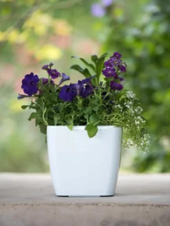 Viva Square Self-Watering Planter, 7" Diameter -Deals The Garden & Yard Store 8595223 1118 tif