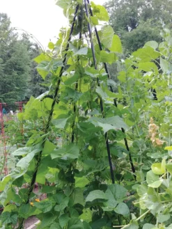 Titan Teepee Trellis -Deals The Garden & Yard Store 8595757 01EMP tif