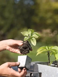 Galvanized Seed Starting Tray -Deals The Garden & Yard Store 8595893 4378 tif