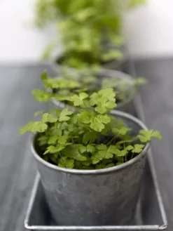 Galvanized Herb Planters With Rectangular Tray 6 Galvanized Herb Planters With Rectangular Tray -Deals The Garden & Yard Store 8595903 advice 1777 tif