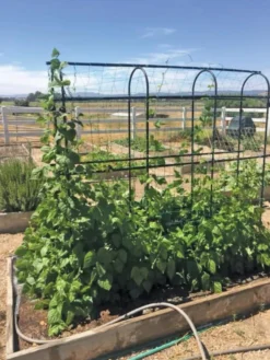 Titan Pea Tunnel 8 Titan Pea Tunnel -Deals The Garden & Yard Store 8596275 01CUST tif