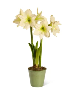 Star Potted Amaryllis -Deals The Garden & Yard Store 8597478 2022 lemonstar silo lemon star potted amaryllis