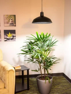 Barnyard Pendant LED Grow Light 5 Barnyard Pendant LED Grow Light -Deals The Garden & Yard Store 8598025 0256